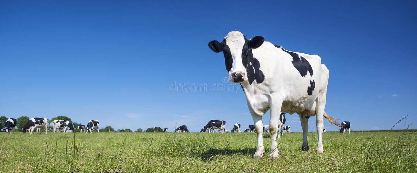 Detail Cow Stock Photo Nomer 16