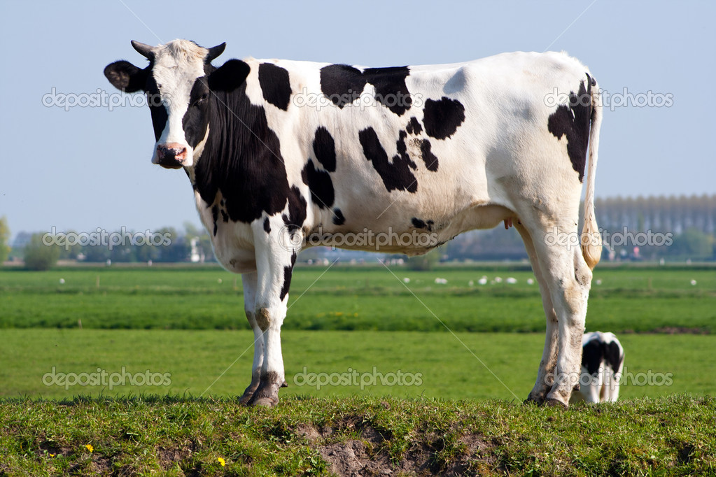 Detail Cow Stock Photo Nomer 17