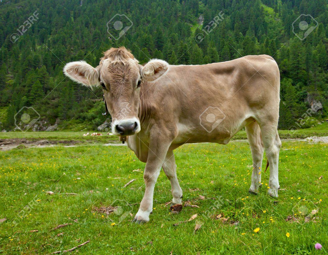 Detail Cow Stock Photo Nomer 38