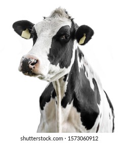 Detail Cow Stock Photo Nomer 43