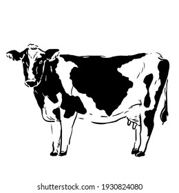 Detail Cow Stock Photo Nomer 44