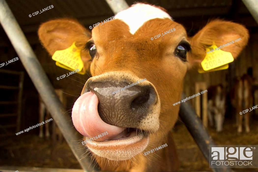 Detail Cow Stock Photo Nomer 48