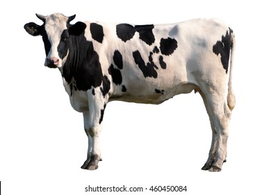 Detail Cow Stock Photo Nomer 6