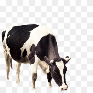 Detail Cow Transparent Nomer 12