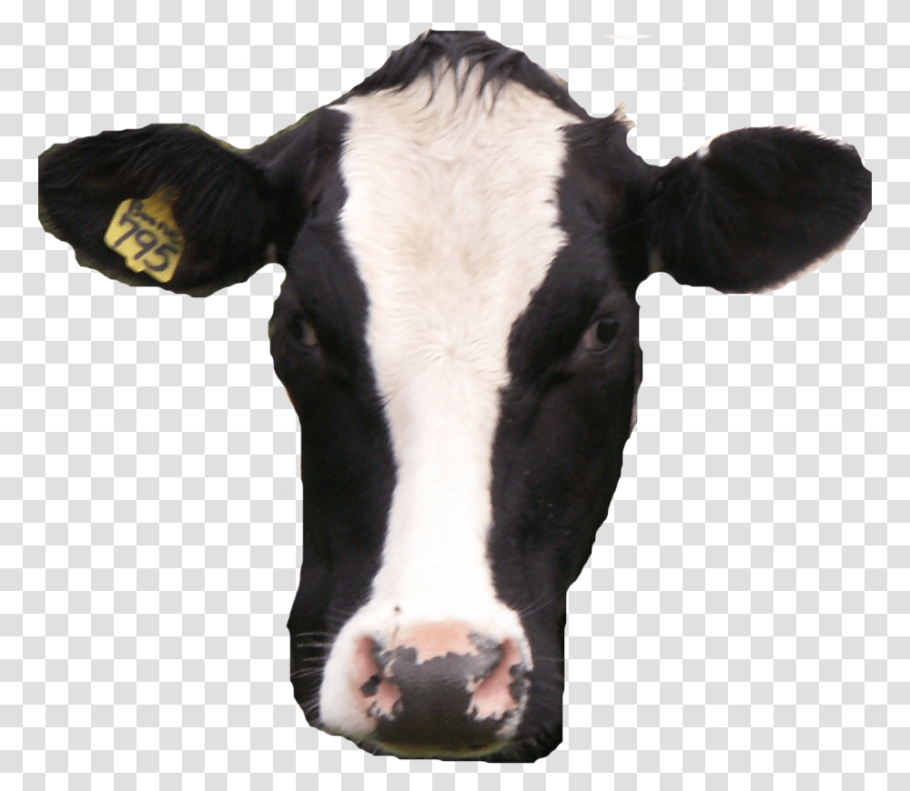 Detail Cow Transparent Nomer 15