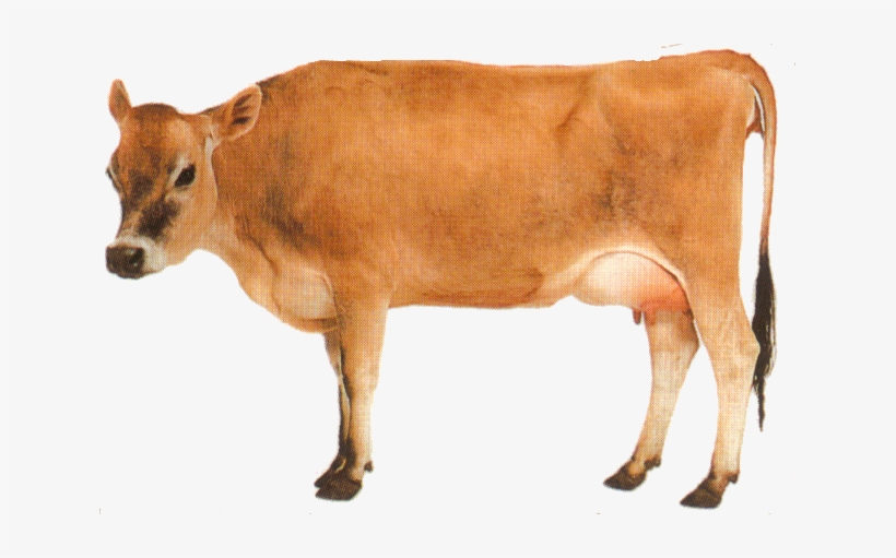Detail Cow Transparent Nomer 36