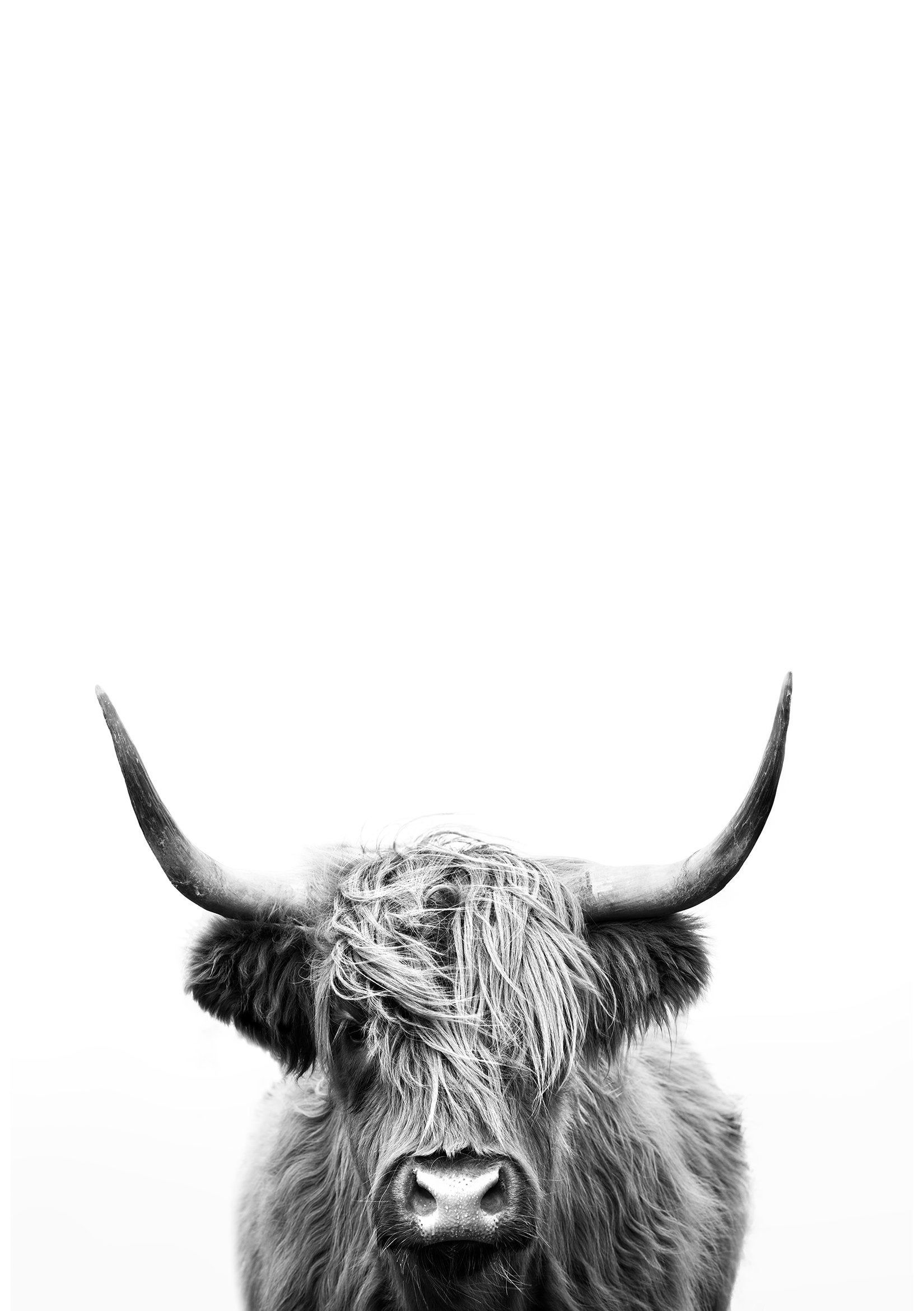 Detail Cow Wallpapers For Iphone Nomer 55