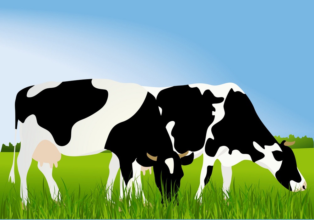 Detail Cows Clipart Nomer 50