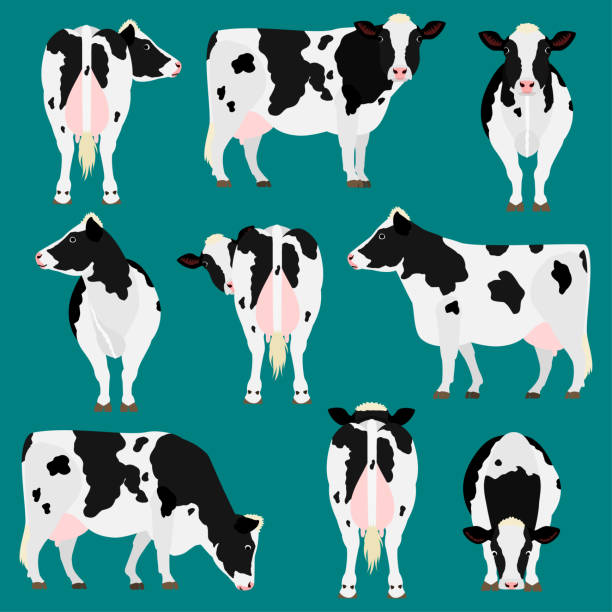 Detail Cows Clipart Nomer 53