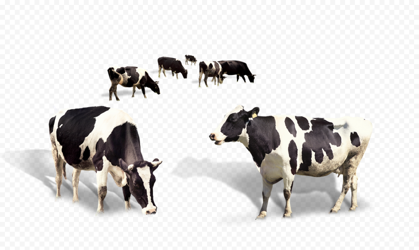 Cows Png - KibrisPDR