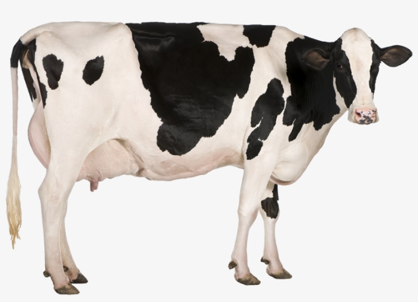 Detail Cows Png Nomer 11