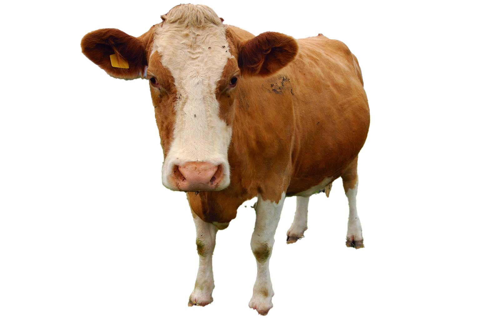 Detail Cows Png Nomer 14
