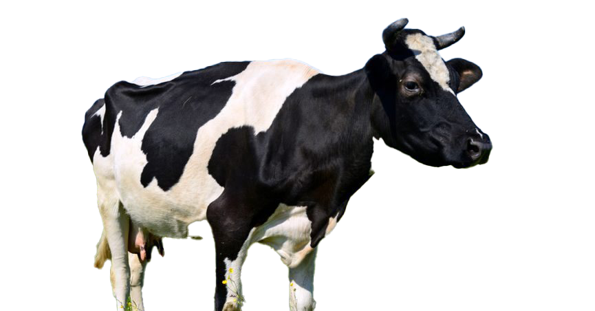 Detail Cows Png Nomer 15