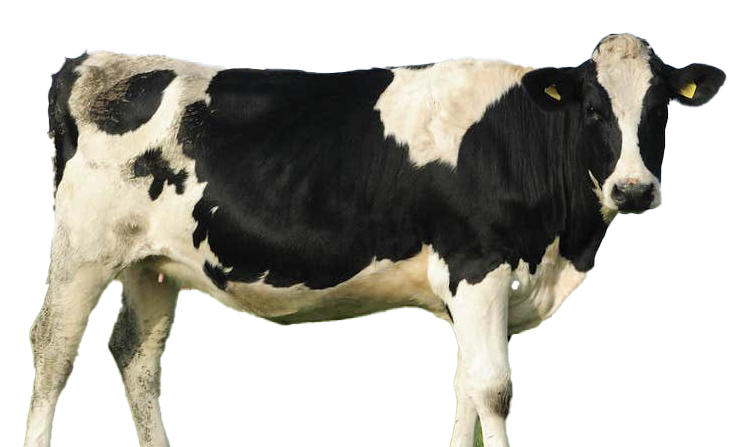 Detail Cows Png Nomer 17
