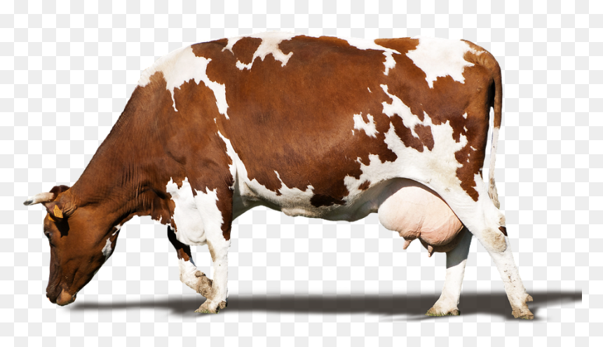 Detail Cows Png Nomer 18
