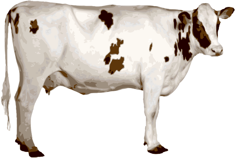 Detail Cows Png Nomer 19