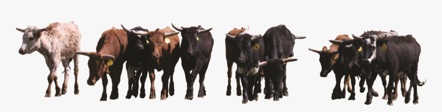 Detail Cows Png Nomer 20