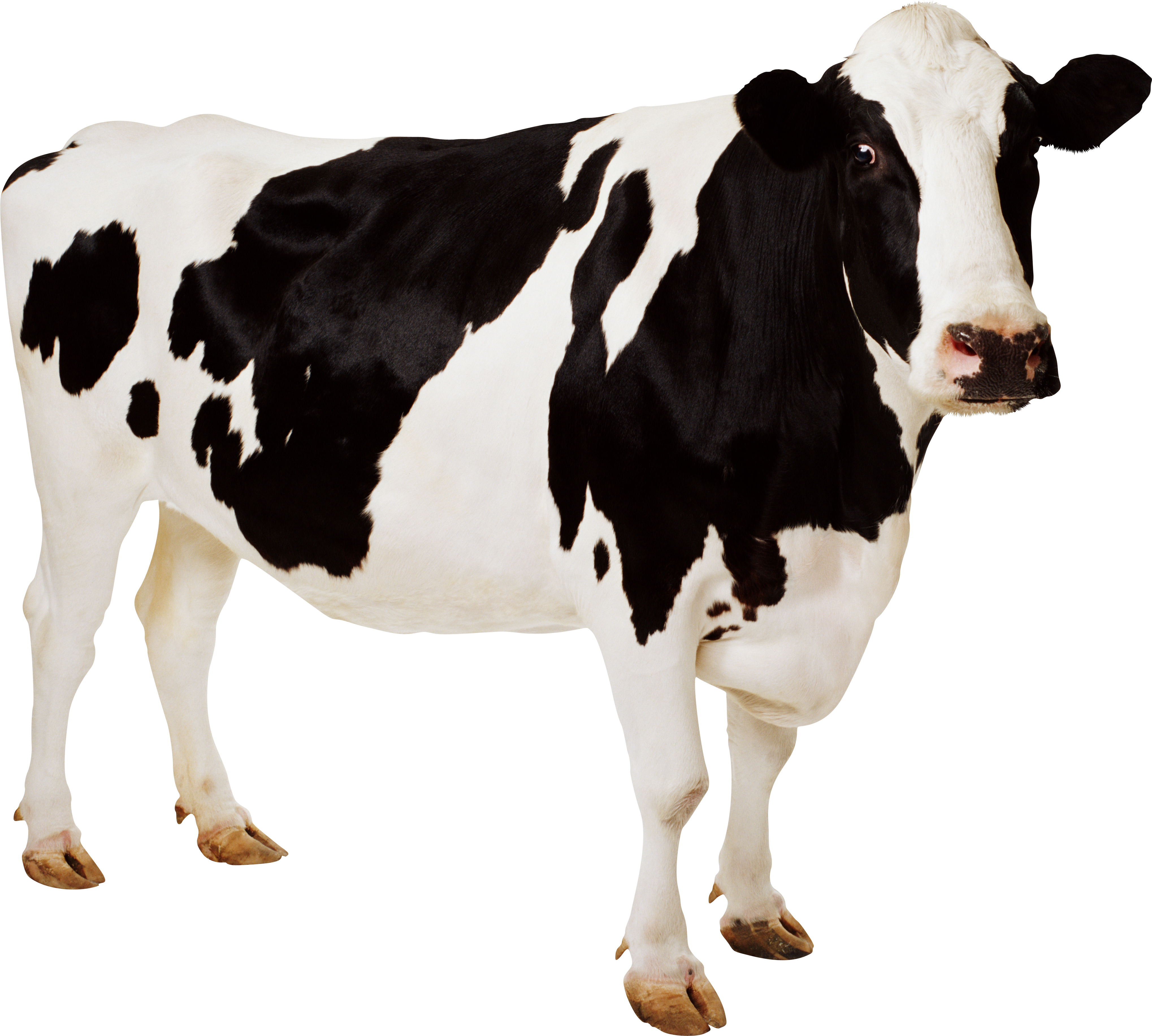 Detail Cows Png Nomer 3