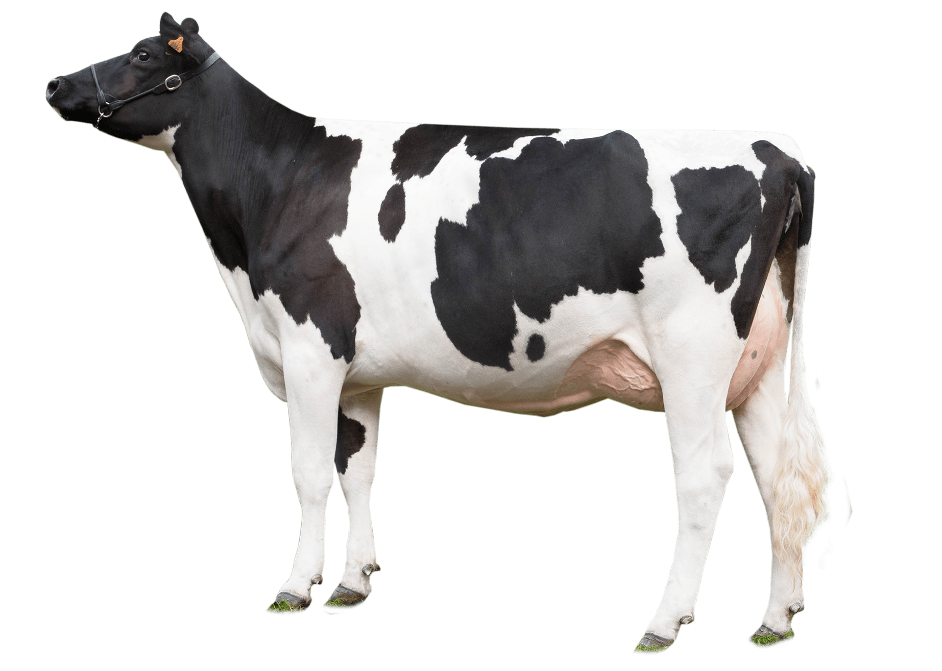 Detail Cows Png Nomer 21