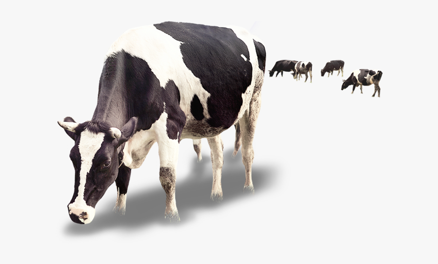 Detail Cows Png Nomer 23
