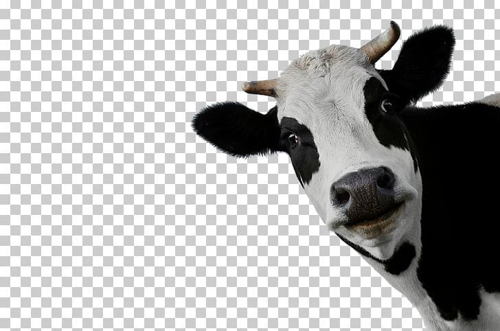 Detail Cows Png Nomer 24