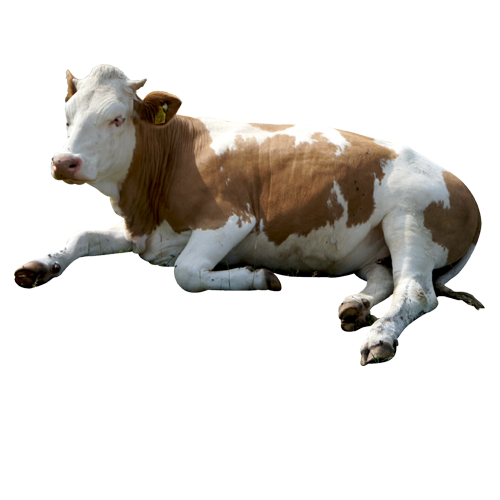 Detail Cows Png Nomer 25