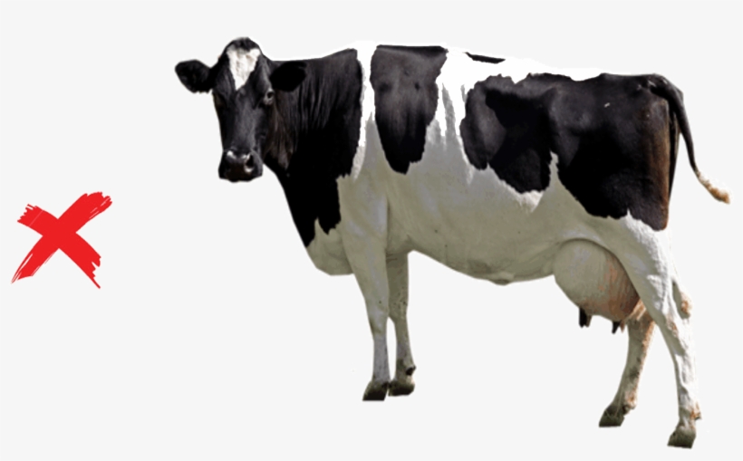 Detail Cows Png Nomer 28
