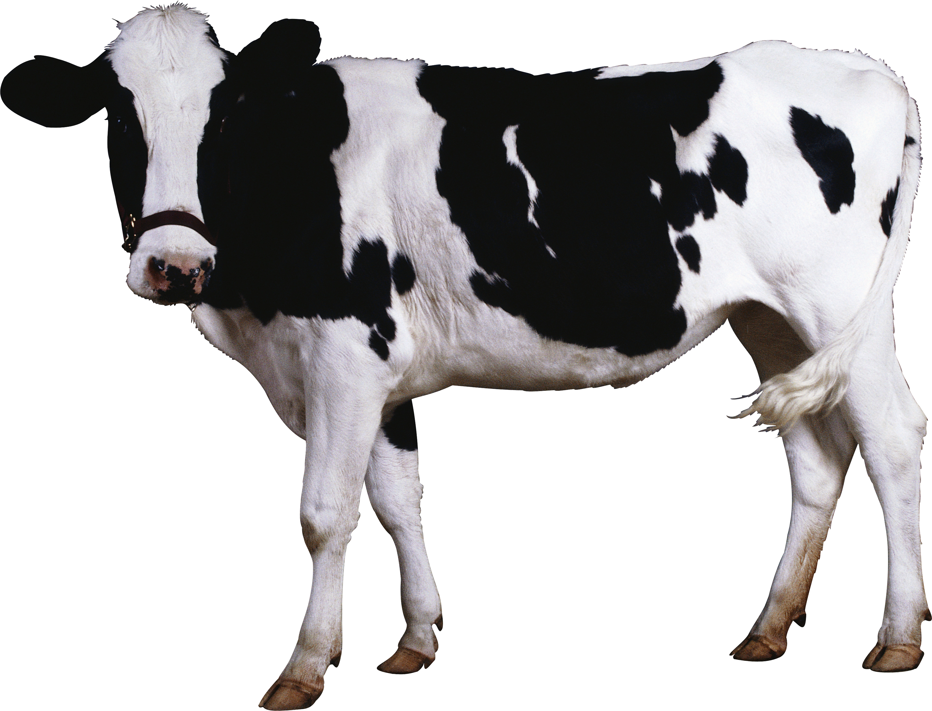 Detail Cows Png Nomer 4
