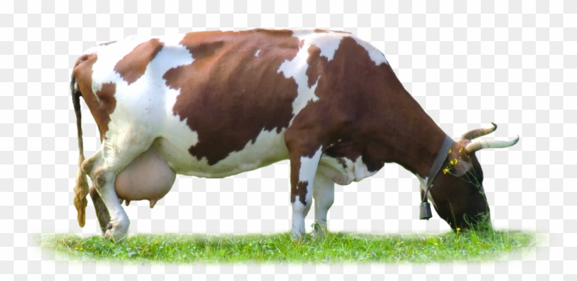 Detail Cows Png Nomer 29