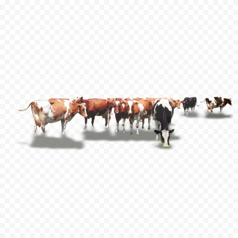 Detail Cows Png Nomer 30