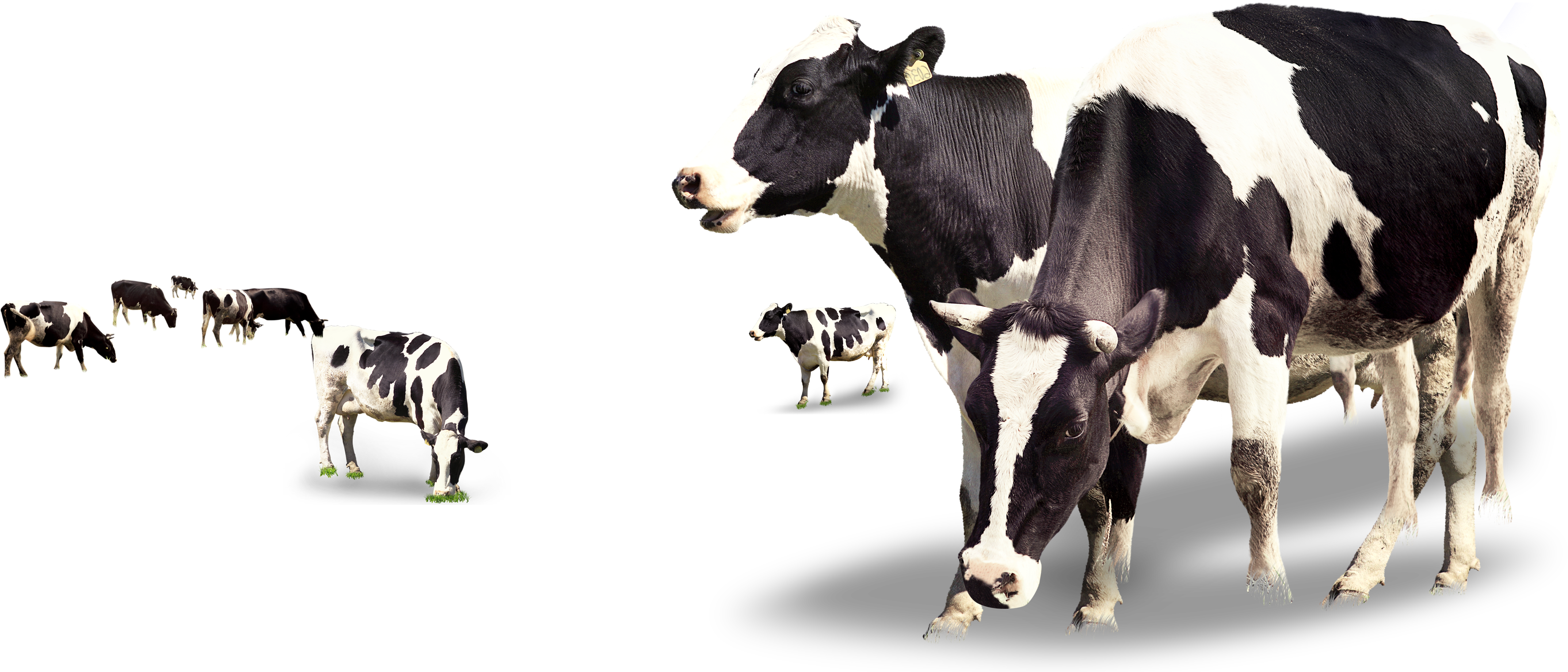 Detail Cows Png Nomer 31