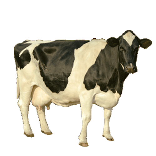 Detail Cows Png Nomer 35