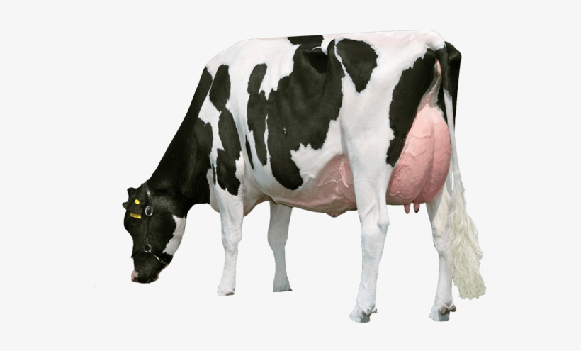 Detail Cows Png Nomer 37