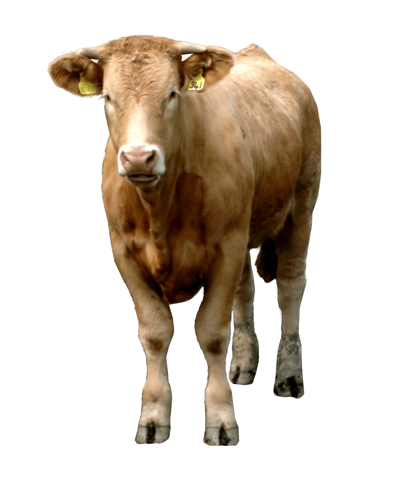 Detail Cows Png Nomer 38