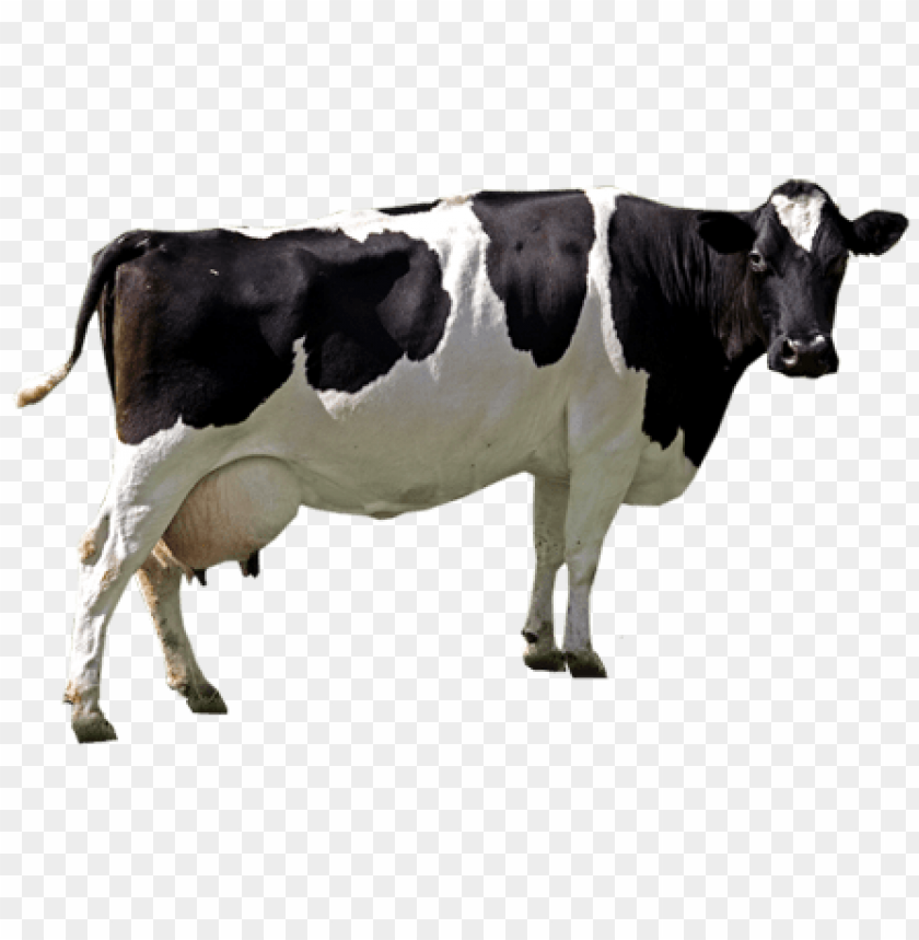 Detail Cows Png Nomer 5