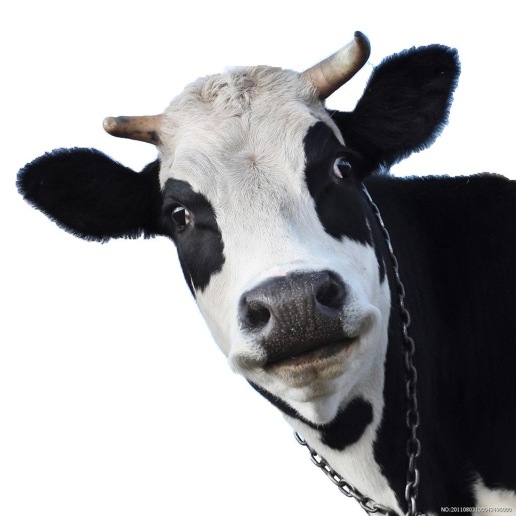 Detail Cows Png Nomer 39