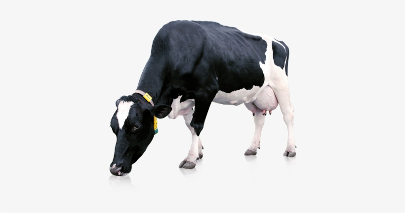 Detail Cows Png Nomer 41