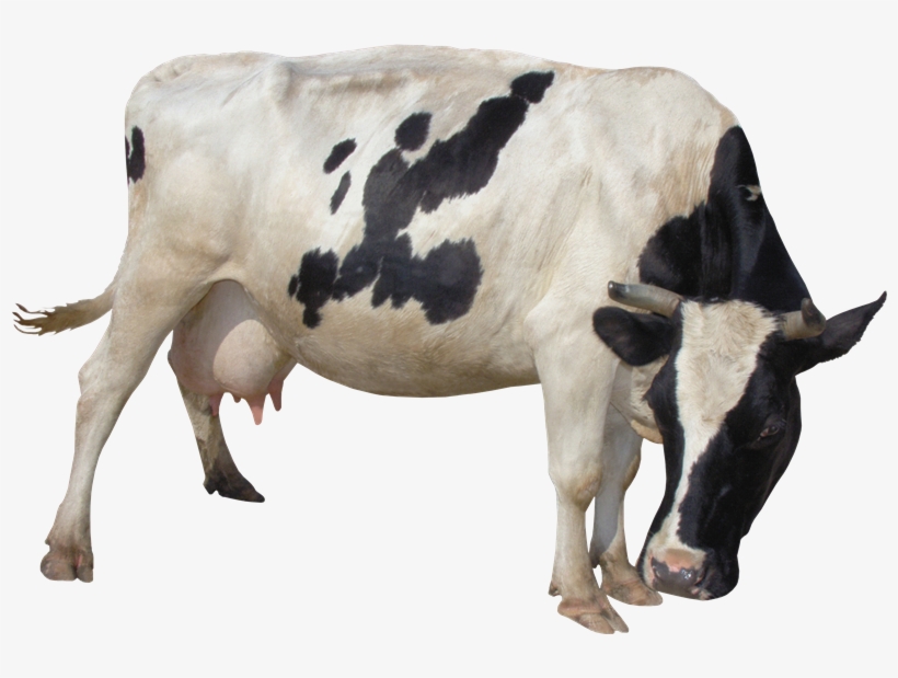 Detail Cows Png Nomer 43