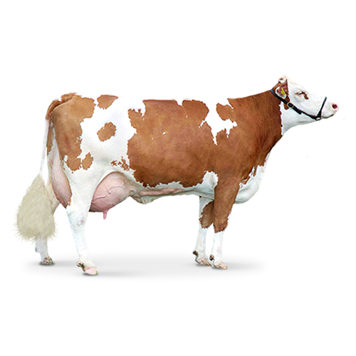 Detail Cows Png Nomer 45