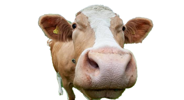 Detail Cows Png Nomer 46