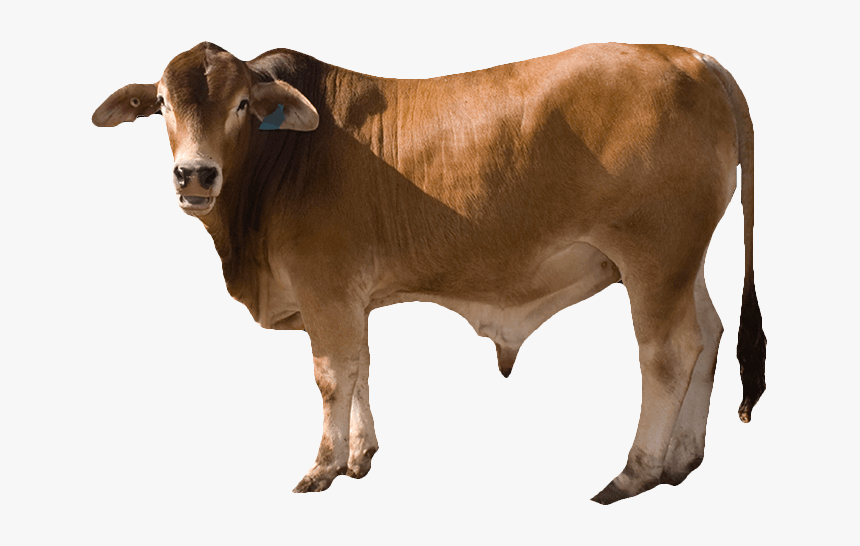 Detail Cows Png Nomer 47