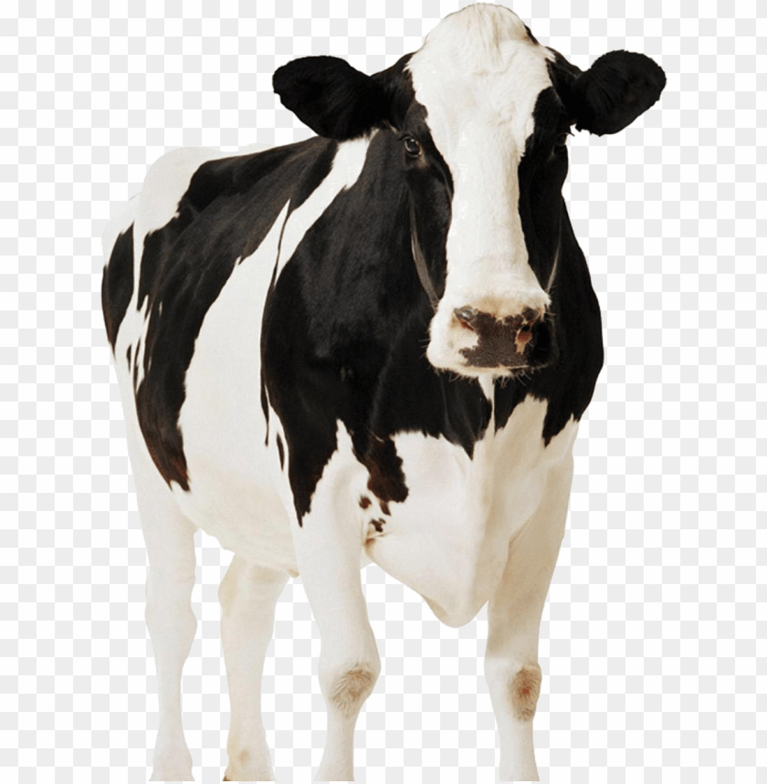 Detail Cows Png Nomer 6