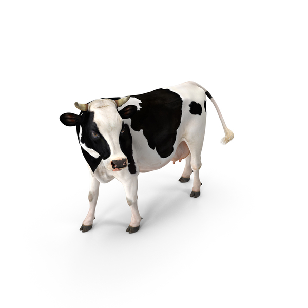 Detail Cows Png Nomer 48
