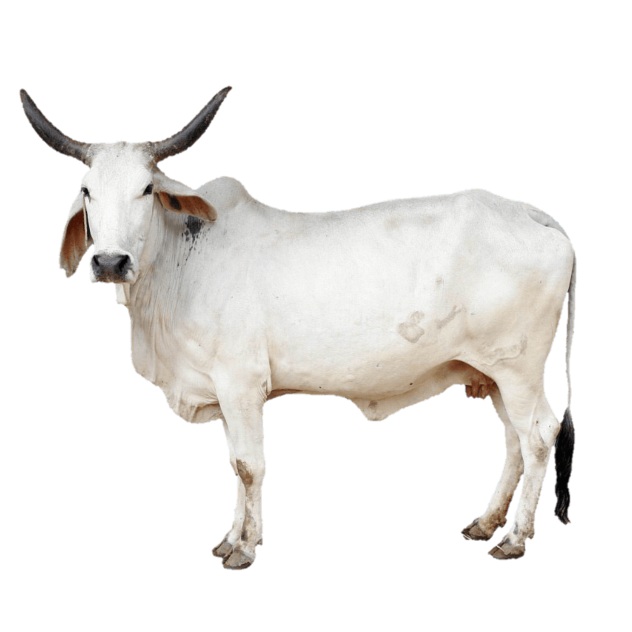 Detail Cows Png Nomer 50