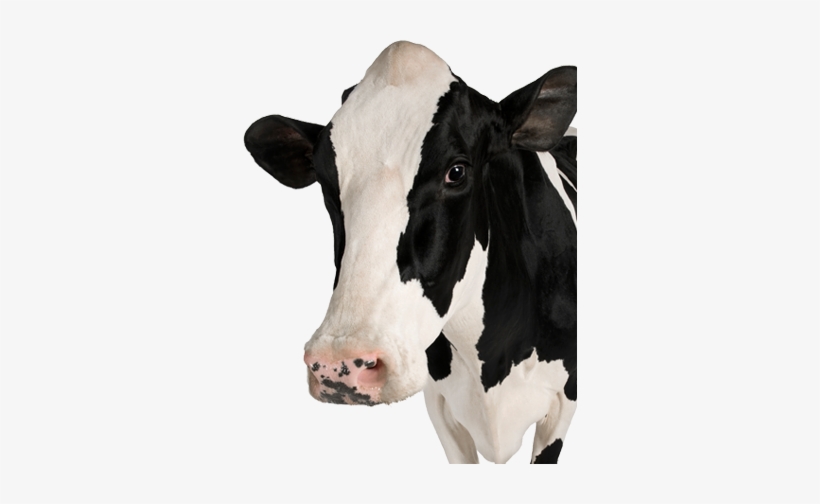 Detail Cows Png Nomer 51