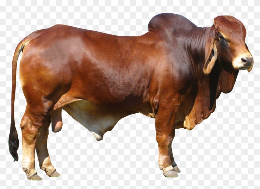 Detail Cows Png Nomer 55