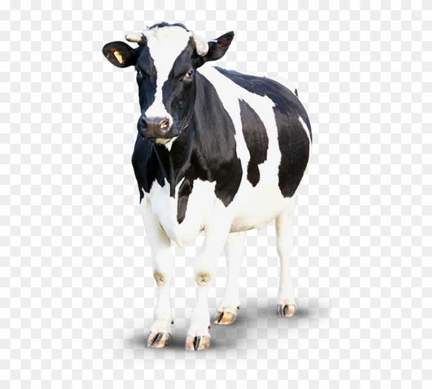 Detail Cows Png Nomer 56