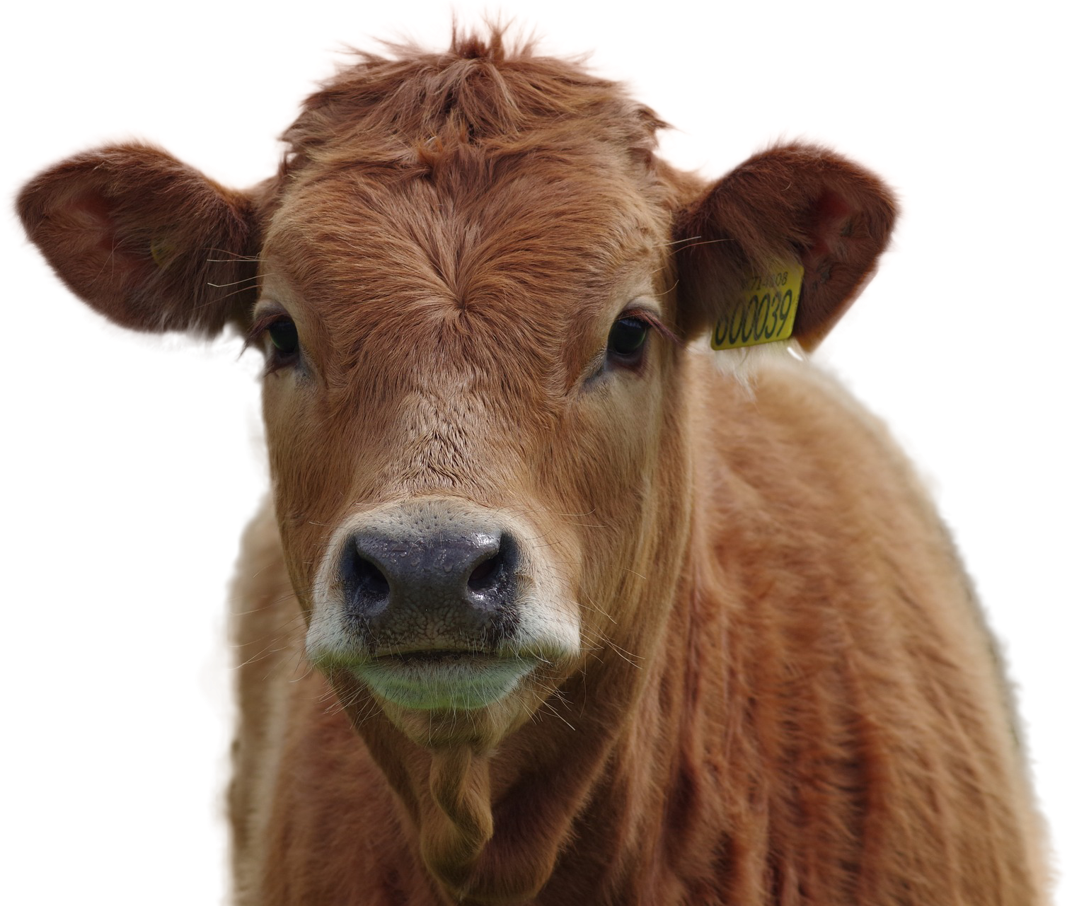 Detail Cows Png Nomer 57