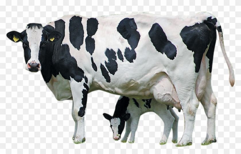 Detail Cows Png Nomer 7