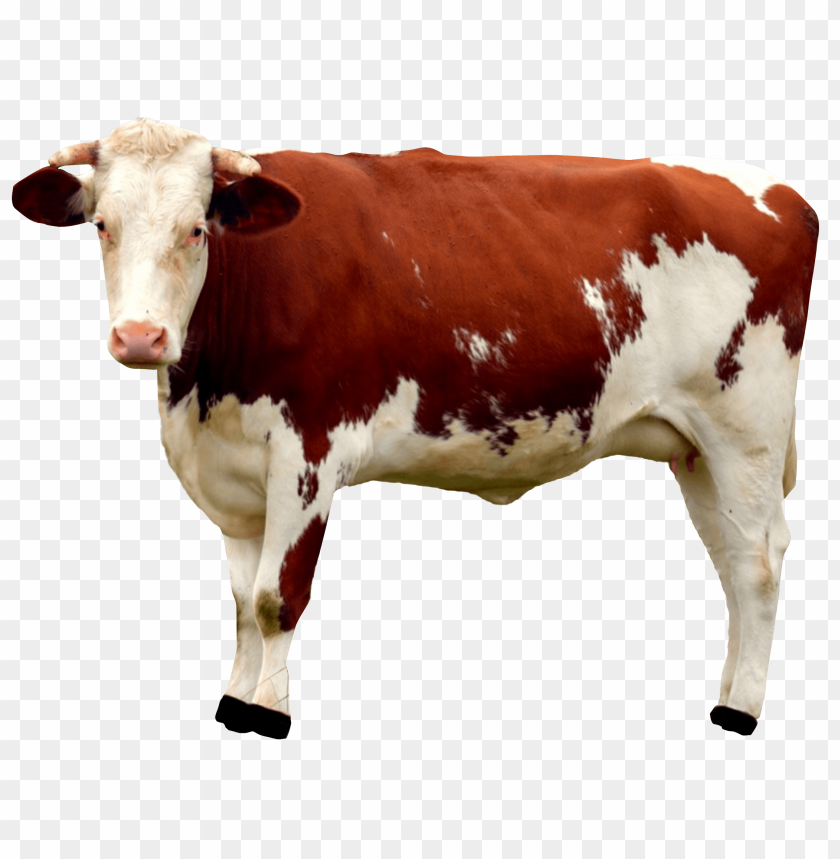 Detail Cows Png Nomer 8